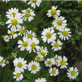 hudson valley german chamomile seeds seed from flower + furbish Shop now at flower + furbish