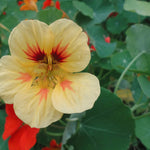 hudson valley glorious gleam nasturtium seeds seed from flower + furbish Shop now at flower + furbish