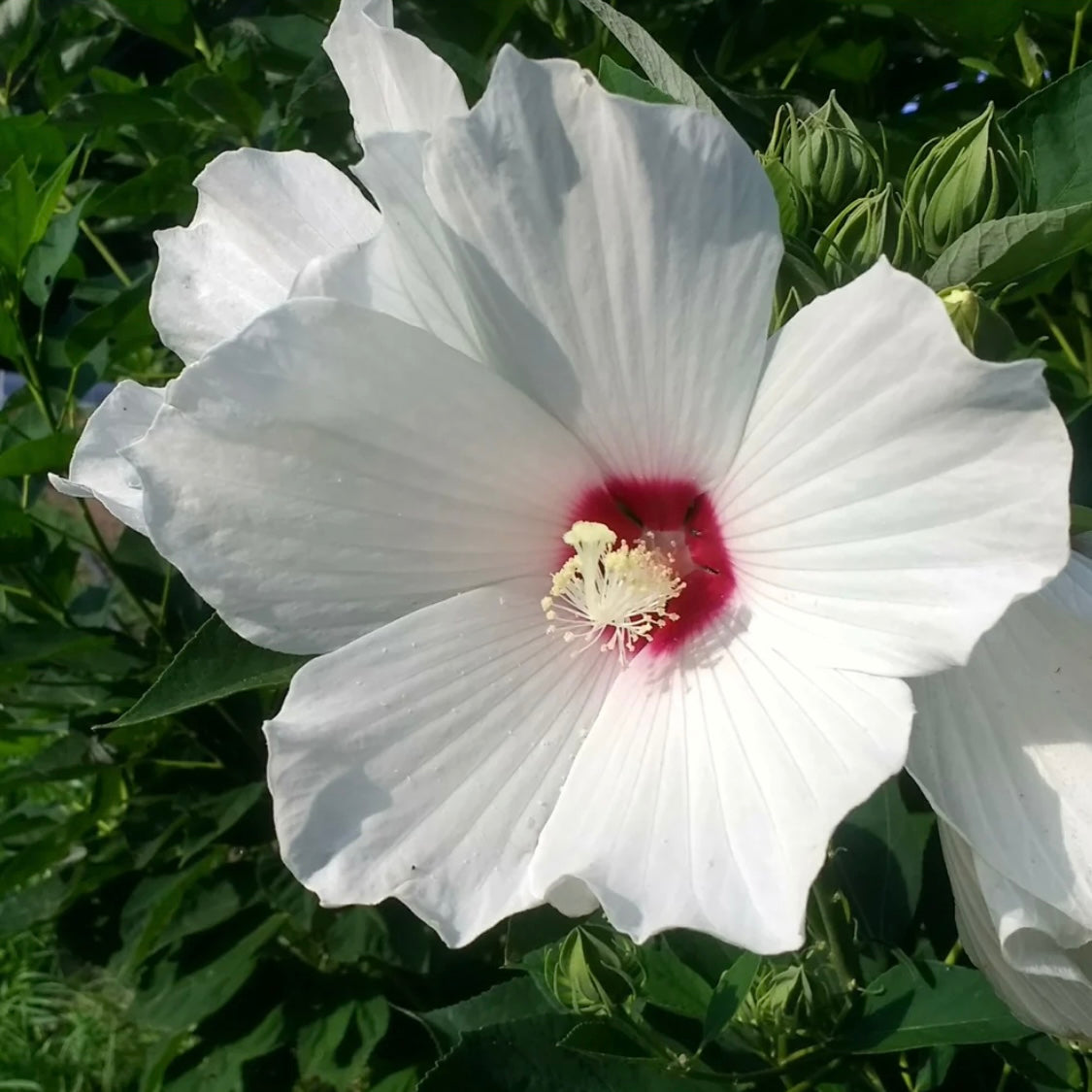 hudson valley hardy hibiscus seeds seed from flower + furbish Shop now at flower + furbish