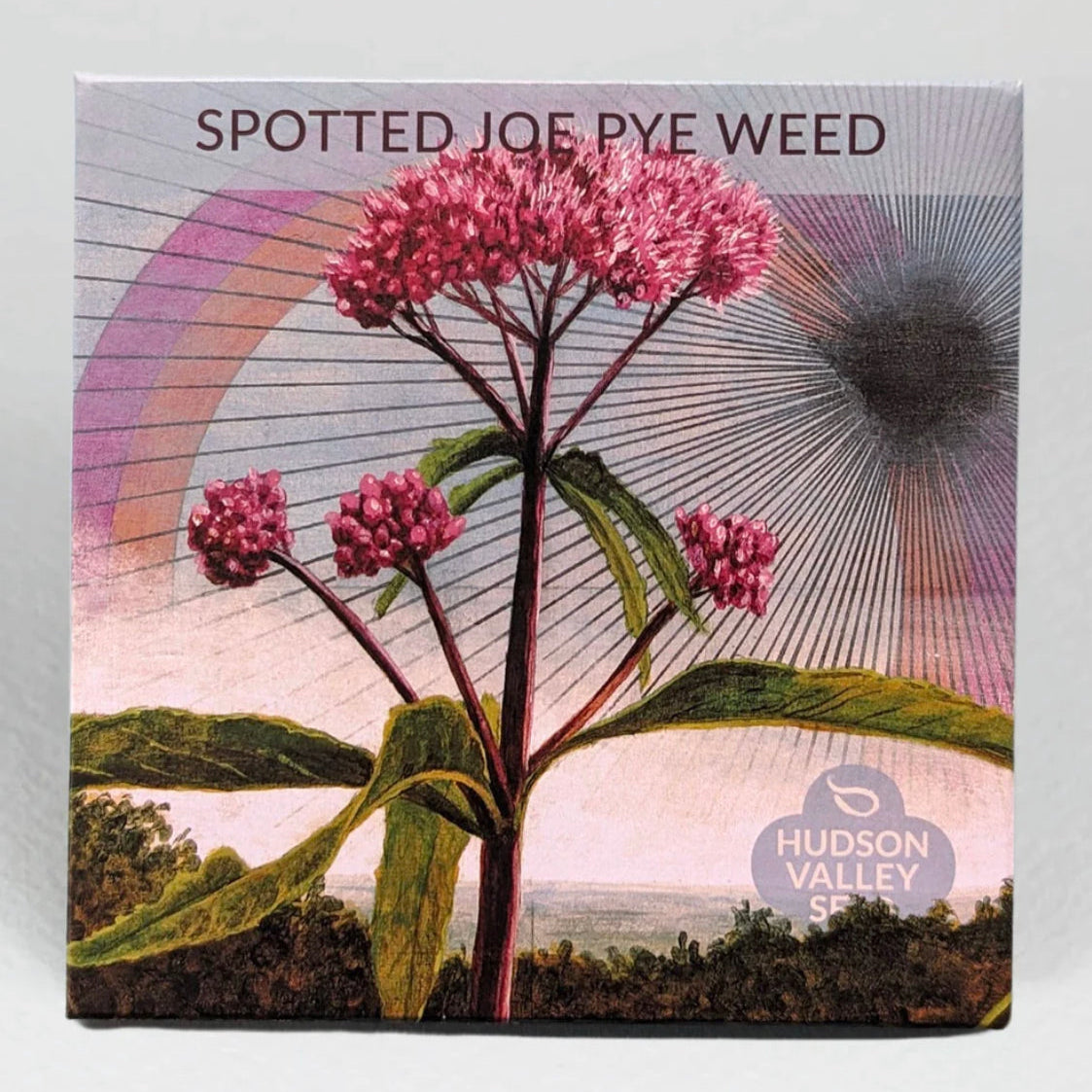 hudson valley joe pie weed (spotted) seeds seed from flower + furbish Shop now at flower + furbish