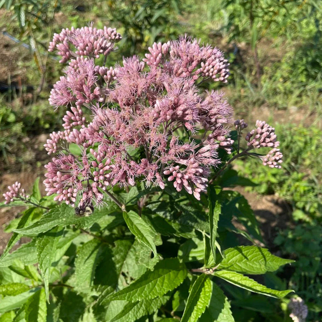 hudson valley joe pie weed (spotted) seeds seed from flower + furbish Shop now at flower + furbish