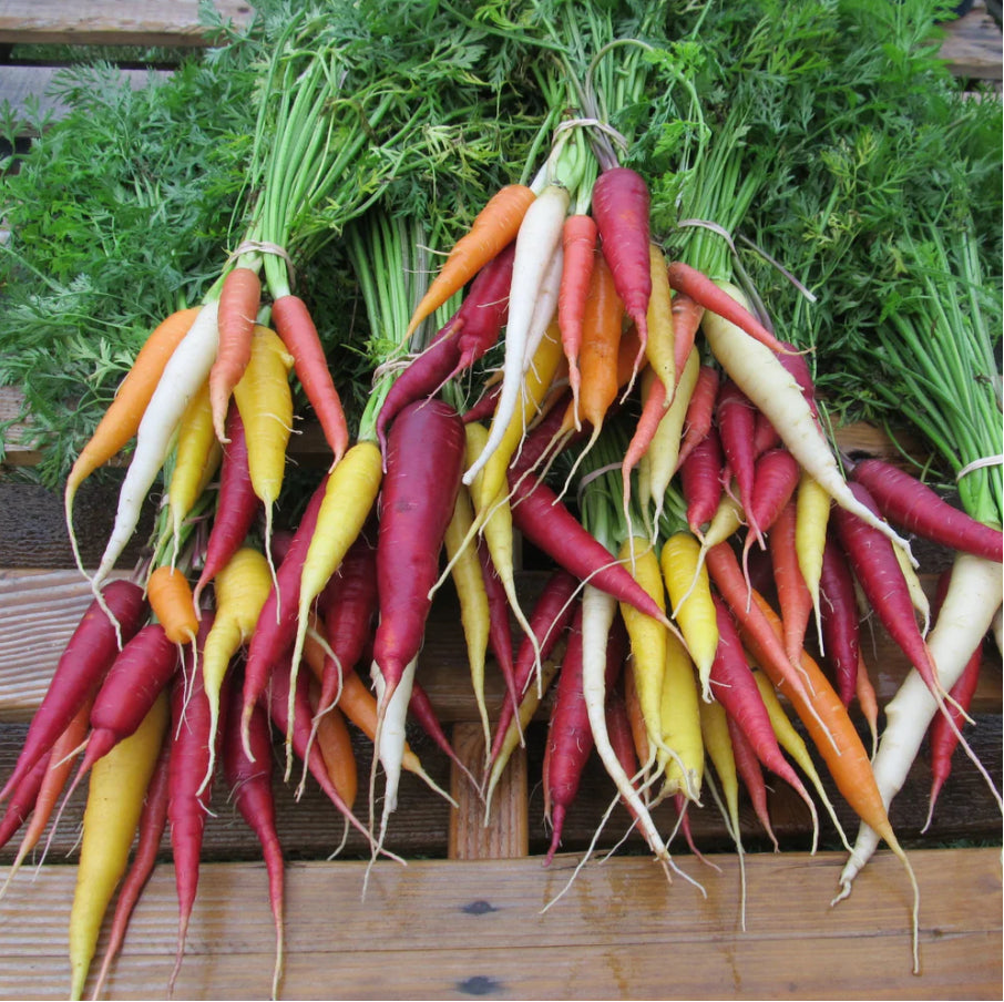 hudson valley kaleidoscope carrot seeds seed from flower + furbish Shop now at flower + furbish
