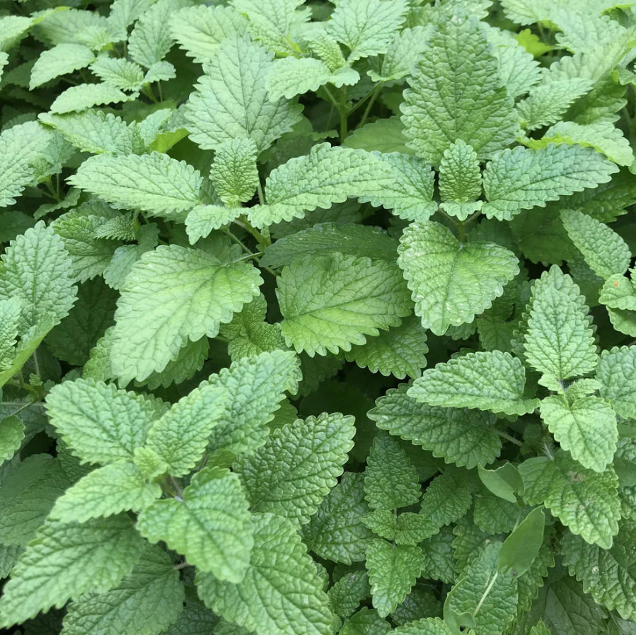 hudson valley lemon balm seeds seed from flower + furbish Shop now at flower + furbish