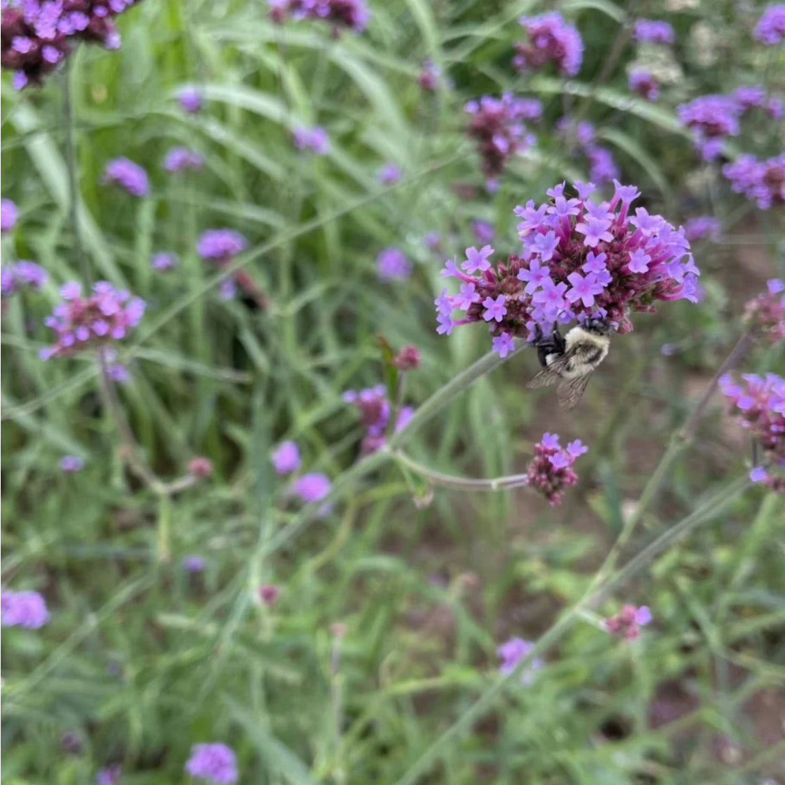 hudson valley purpletop vervain seeds seed from flower + furbish Shop now at flower + furbish