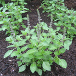 hudson valley sacred basil seeds seed from flower + furbish Shop now at flower + furbish