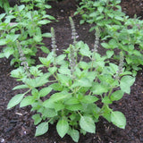 hudson valley sacred basil seeds seed from flower + furbish Shop now at flower + furbish