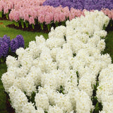 hyacinth carnegie