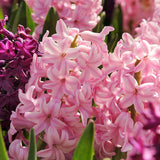 hyacinth fondant