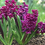 hyacinthus orientalis woodstock shop now at flower + furbishBulbs, garden, shipping