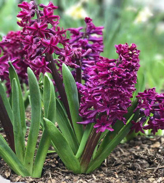 hyacinthus orientalis woodstock shop now at flower + furbishBulbs, garden, shipping