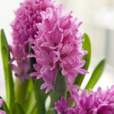 hyacinth pink pearl