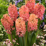 hyacinth sweet invitation