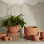 baden pot shop now at flower + furbishplant, plant pot, Pot, shipping, terra cotta
