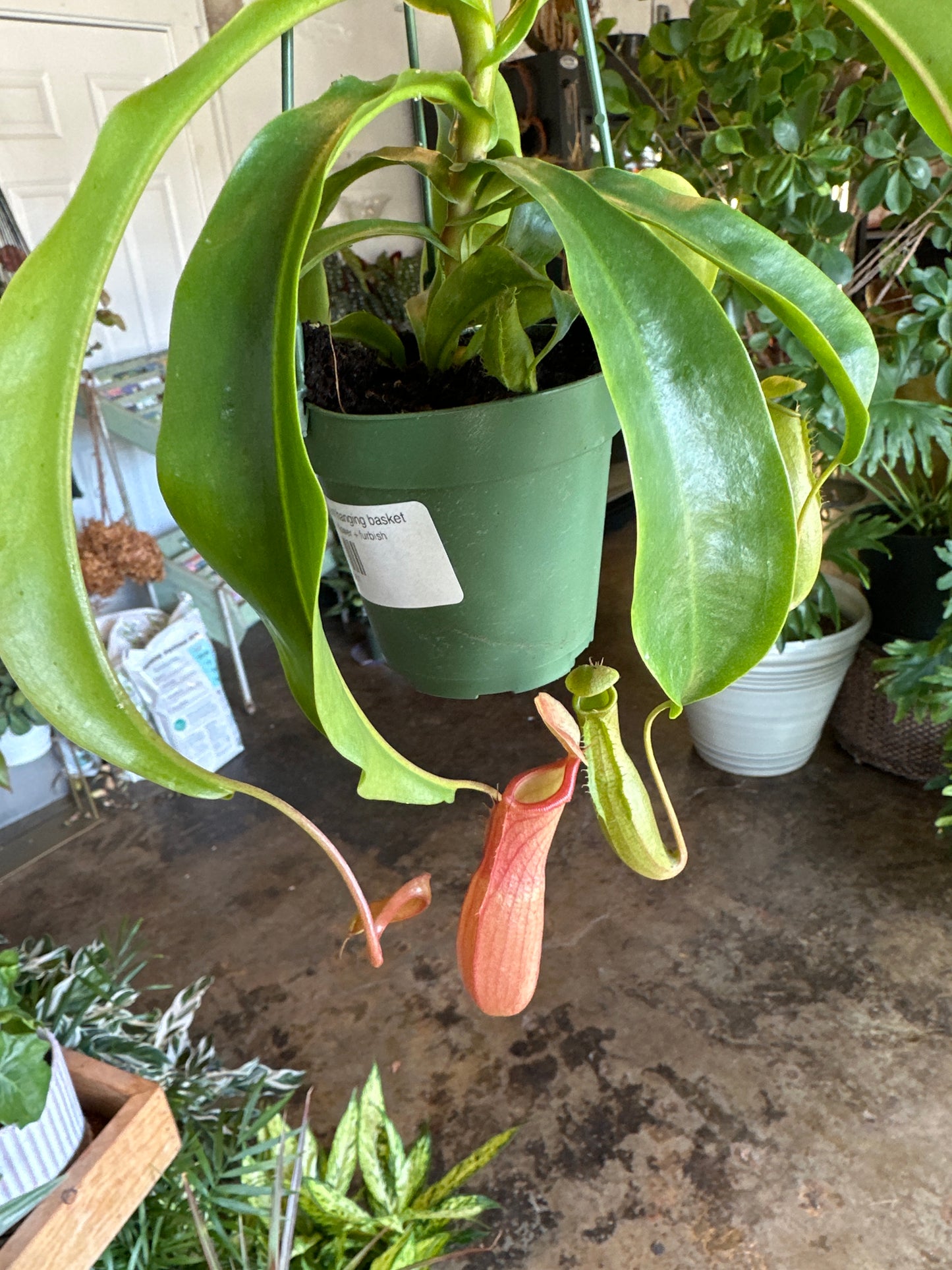 nepenthes pitcher plant hanging basket pitcher plant from flower + furbish Shop now at flower + furbish
