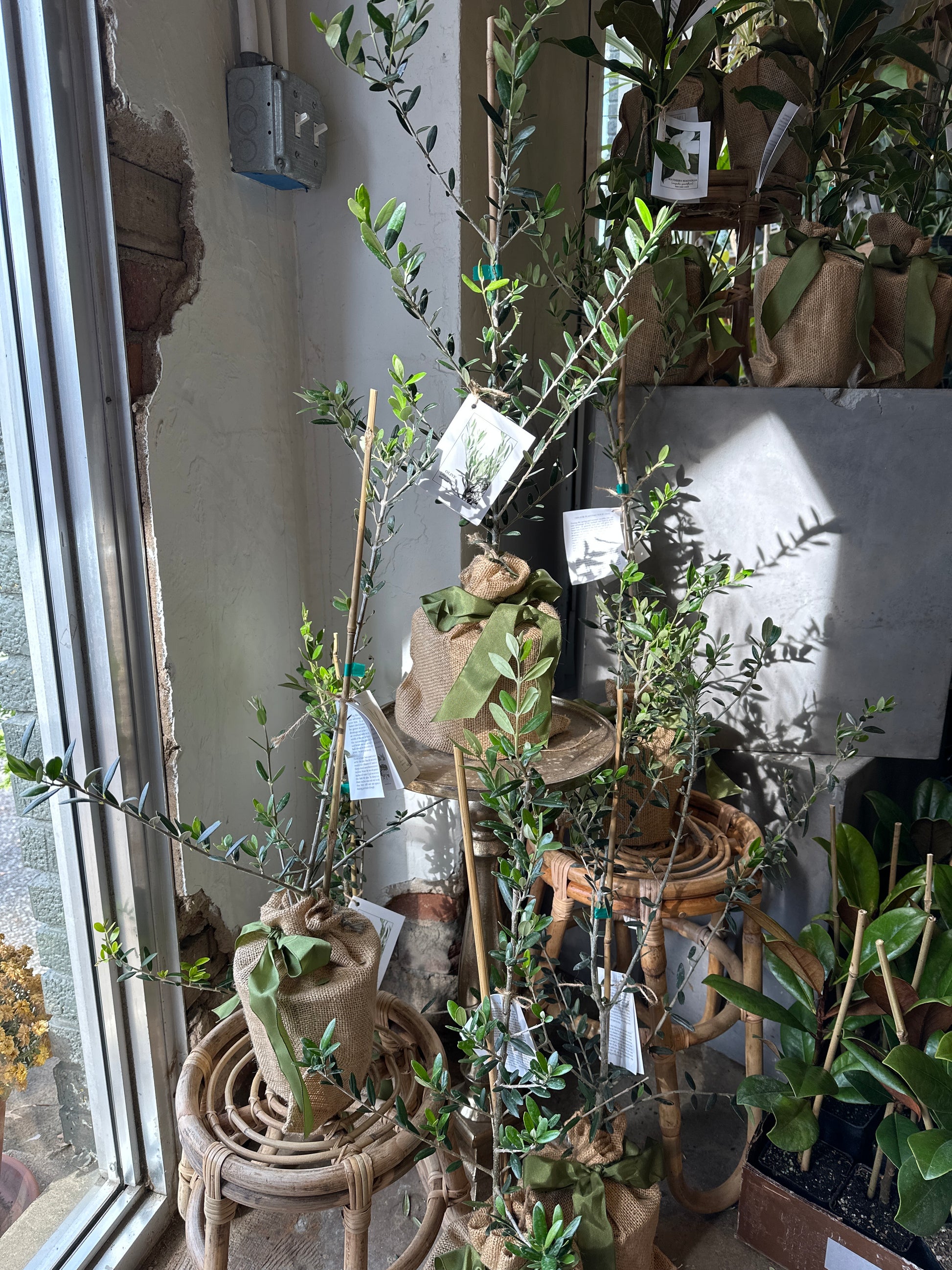 olive tree Wreath from flower + furbish Shop now at flower + furbish