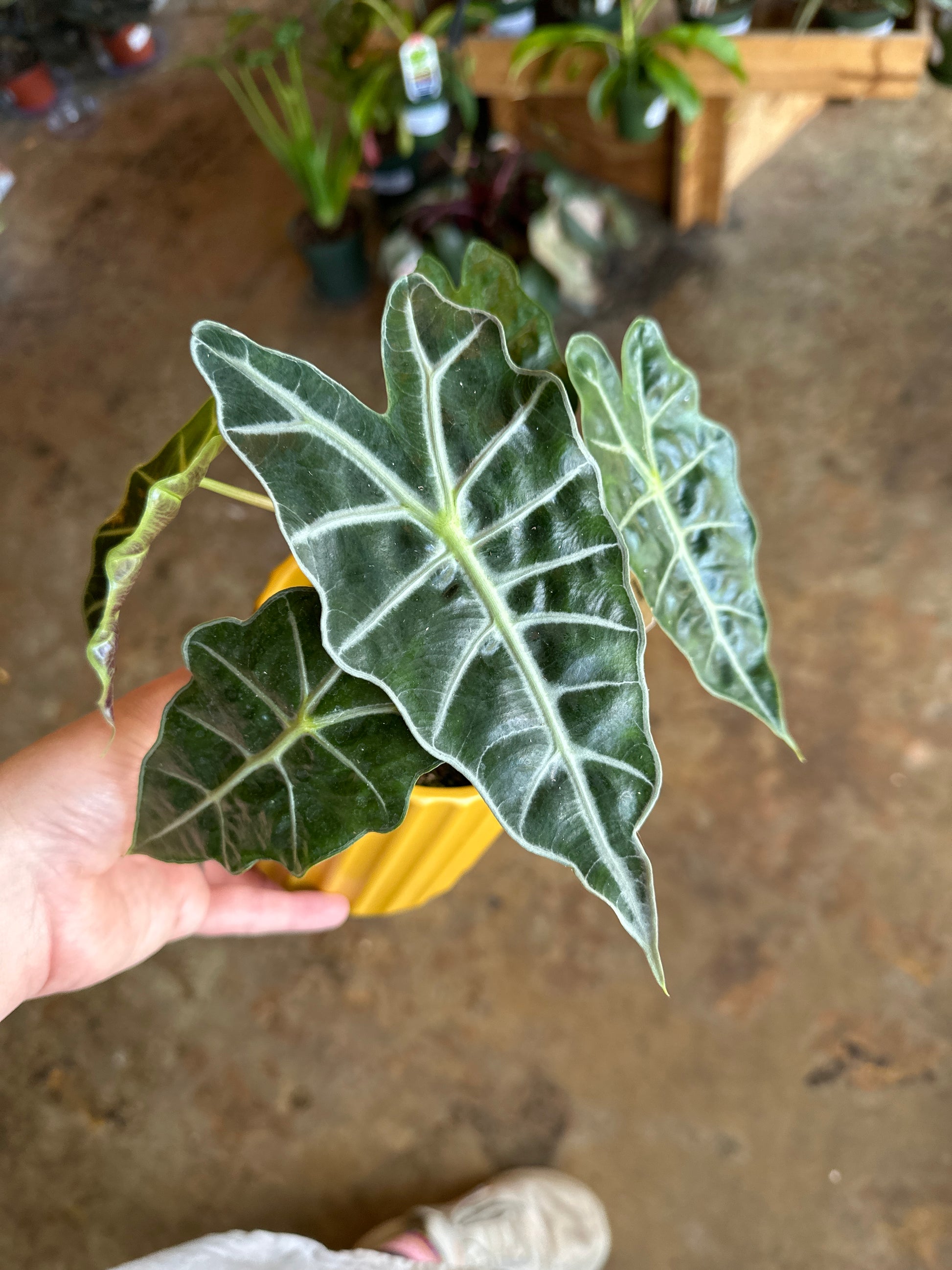 alocasia polly alocasia from flower + furbish Shop now at flower + furbish