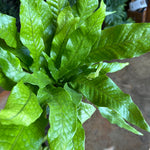 fern crocodyllus (crocodile fern) shop now at flower + furbishlow light, medium light, moist, Non toxic