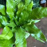 fern crocodyllus (crocodile fern) shop now at flower + furbishlow light, medium light, moist, Non toxic