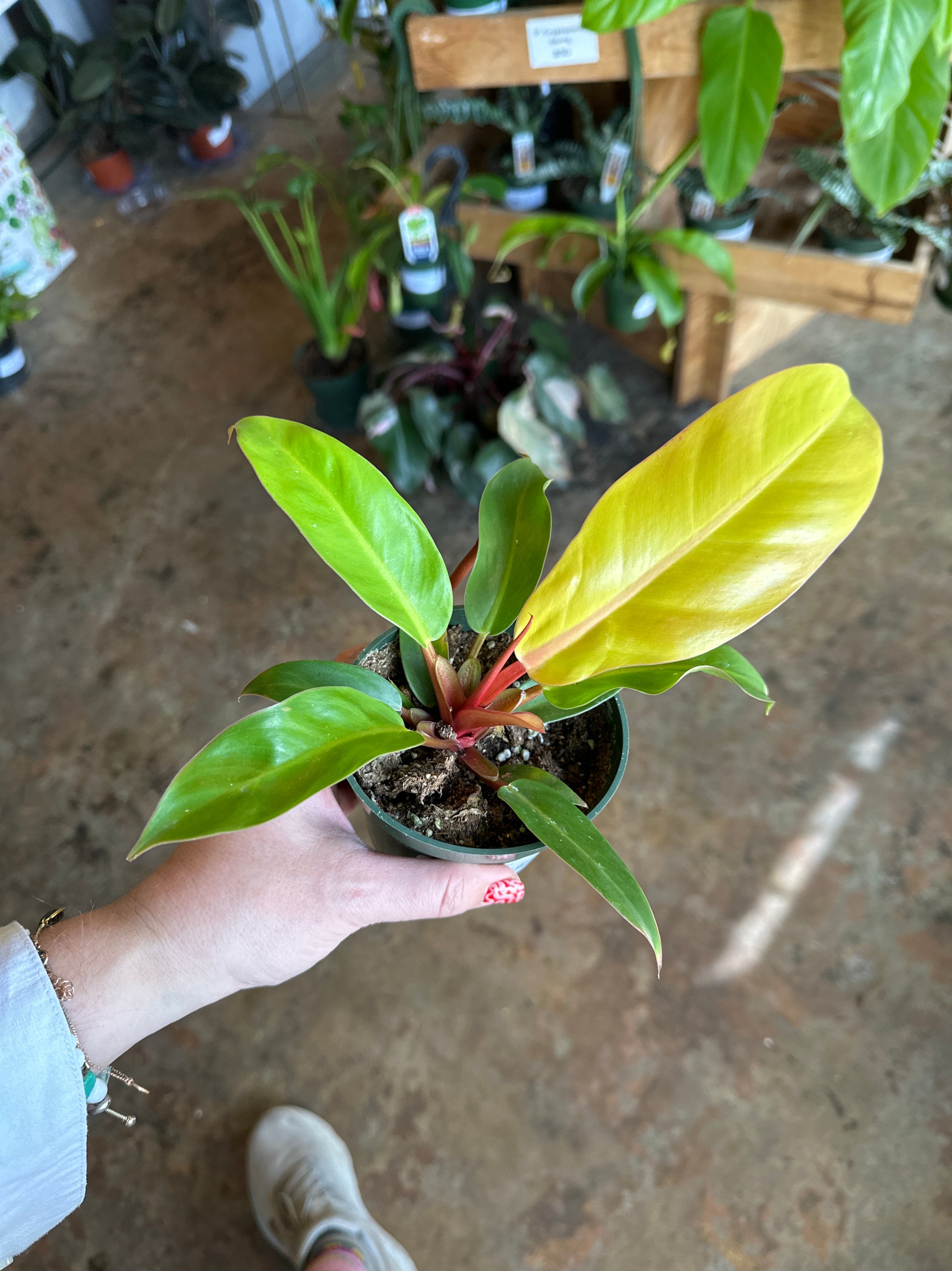 philodendron prince of orange philodendron from flower + furbish Shop now at flower + furbish
