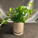 Imogen pot with saucer shop now at flower + furbishgarden, Gift, plant pot, Planter, Pot, shipping