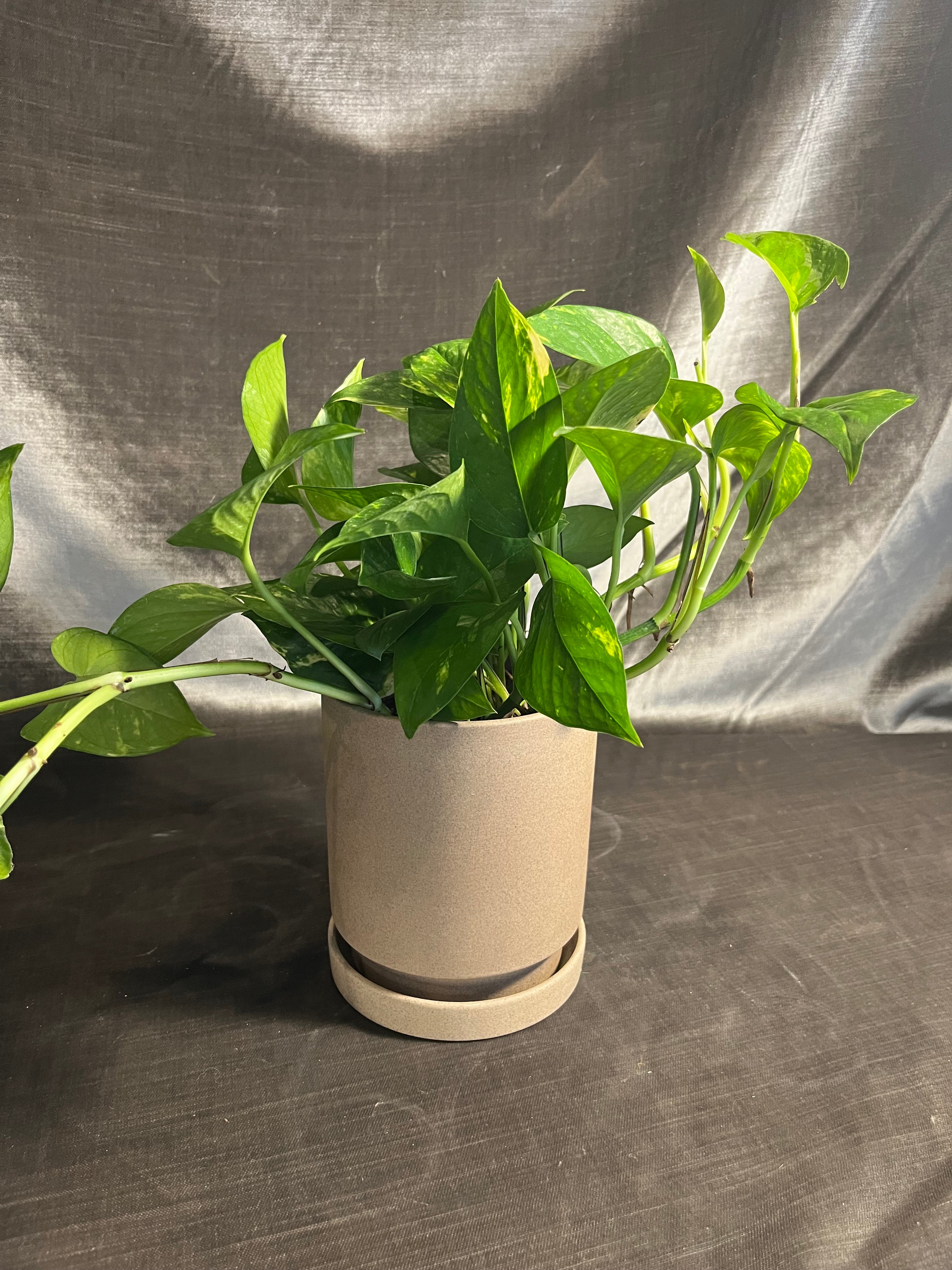 Imogen pot with saucer shop now at flower + furbishgarden, Gift, plant pot, Planter, Pot, shipping