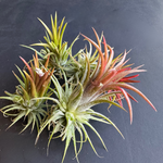 airplant (tillandsia ionantha) shop now at flower + furbishairplant