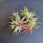 airplant (tillandsia ionantha) shop now at flower + furbishairplant