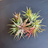 airplant (tillandsia ionantha) shop now at flower + furbishairplant