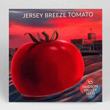 hudson valley jersey breeze tomato seeds