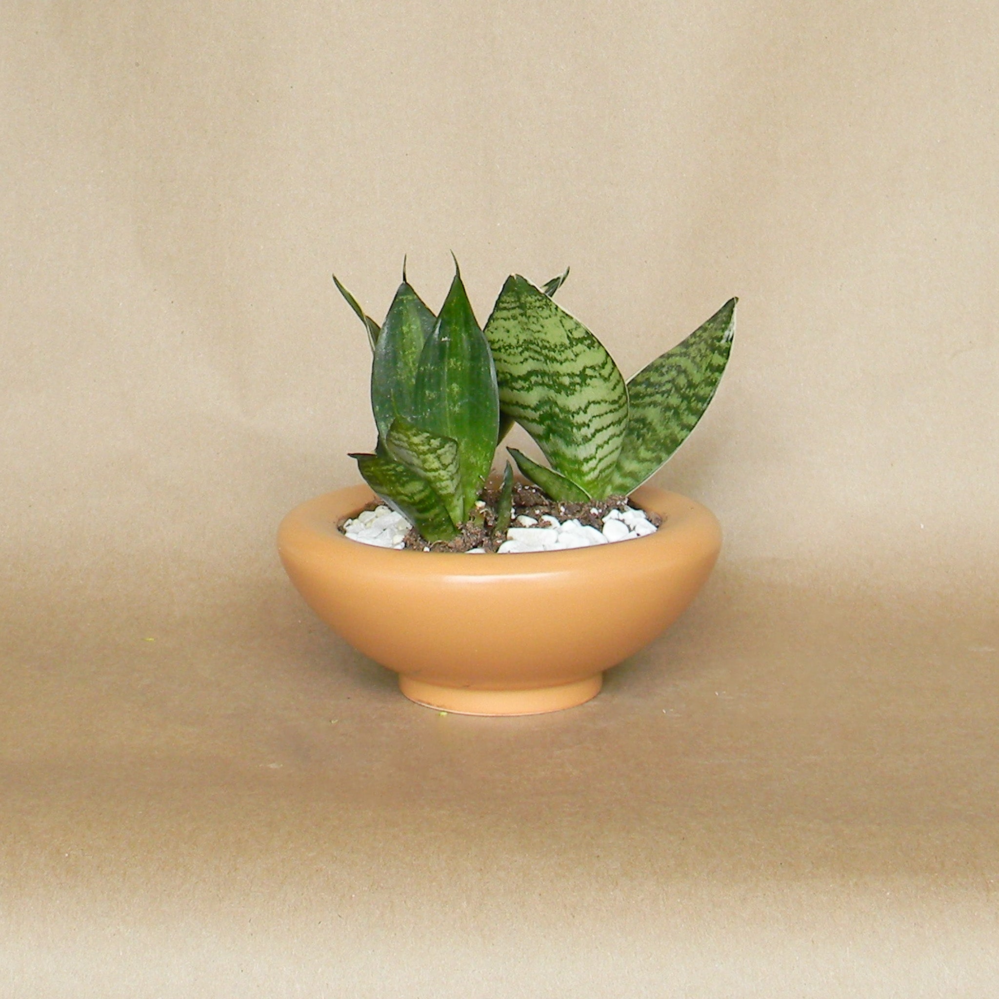 birdie bowl shop now at flower + furbish