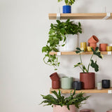 kendall pot shop now at flower + furbishplant pot, Planter, Pot, shipping, vessel