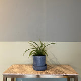 Lemon button fern fern from flower + furbish Shop now at flower + furbish