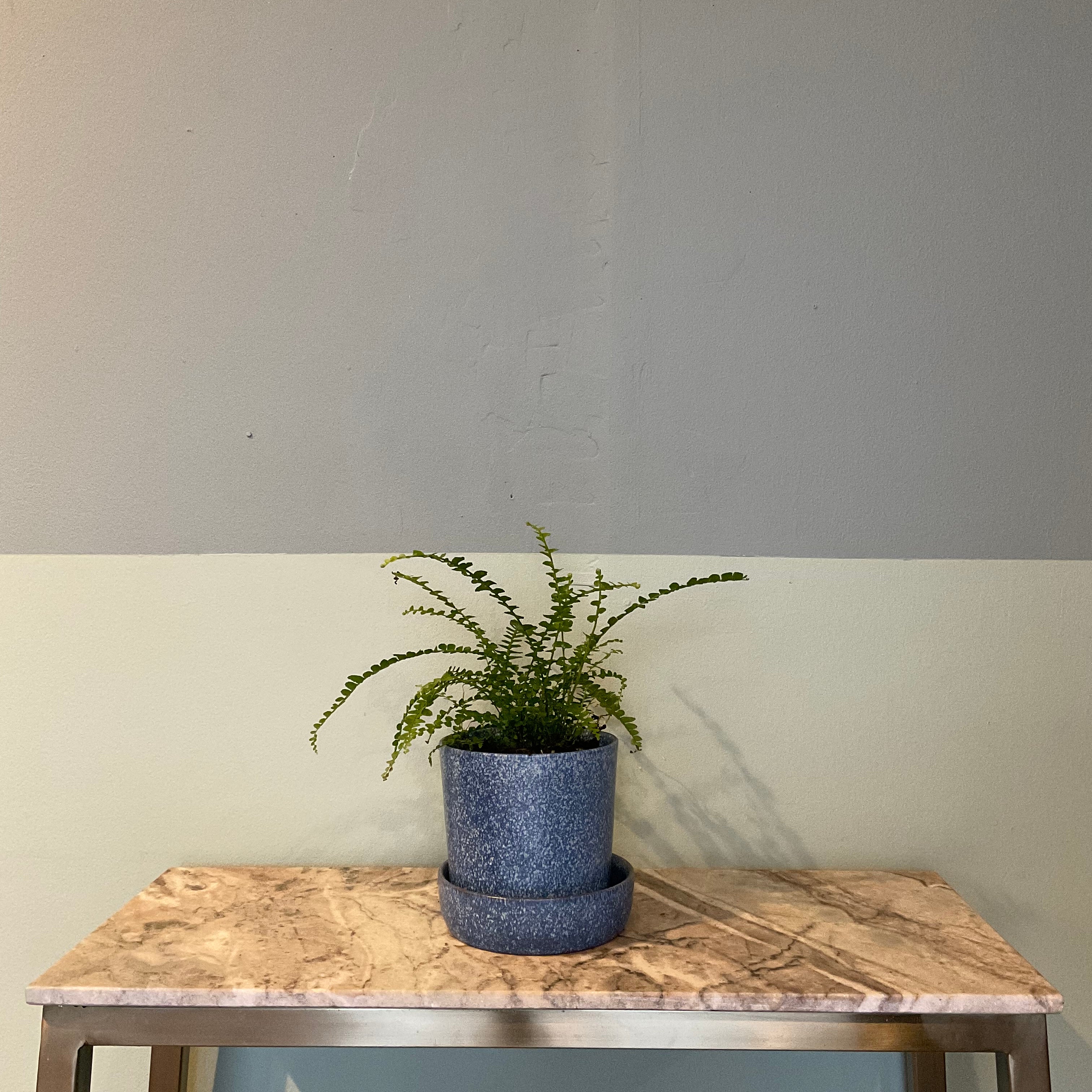 Lemon button fern fern from flower + furbish Shop now at flower + furbish