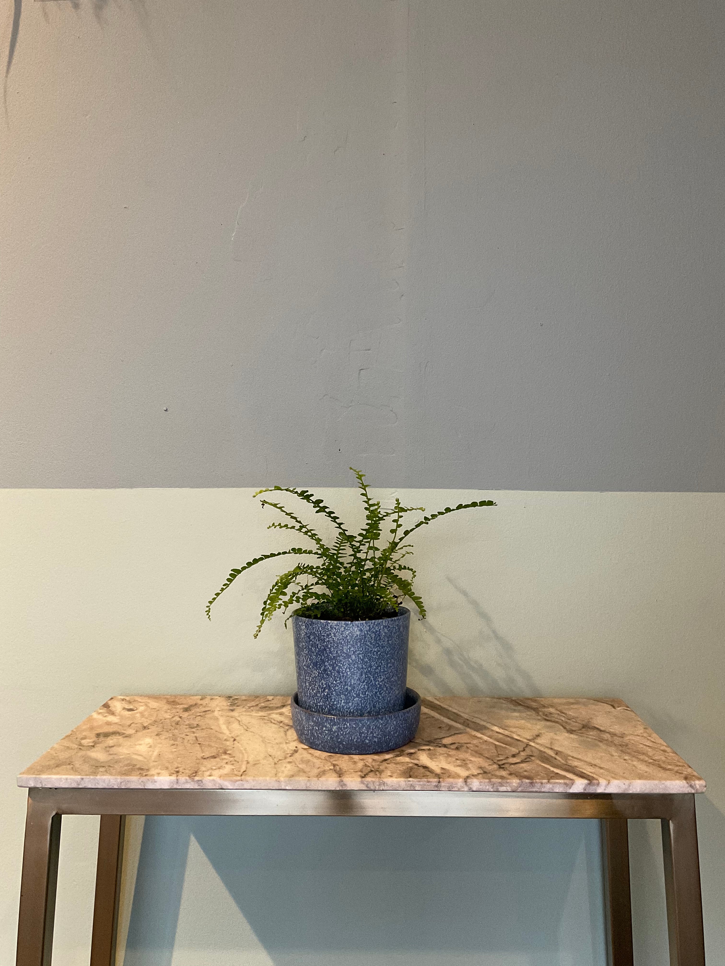 Lemon button fern fern from flower + furbish Shop now at flower + furbish