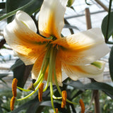 lily henryi lady alice