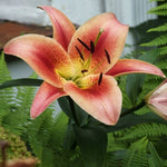 lily montego bay shop now at flower + furbishBulbs, garden, shipping