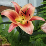lily montego bay shop now at flower + furbishBulbs, garden, shipping