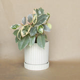 off white  los feliz pot shop now at flower + furbishDrainage hole, plant, plant pot, Pot, shipping