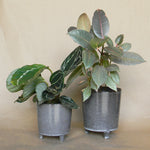 malcolm footed pot shop now at flower + furbish1 inch, 2 inch, 3 inch, 4 inch