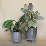 malcolm footed pot shop now at flower + furbish1 inch, 2 inch, 3 inch, 4 inch