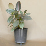 malcolm footed pot shop now at flower + furbish1 inch, 2 inch, 3 inch, 4 inch