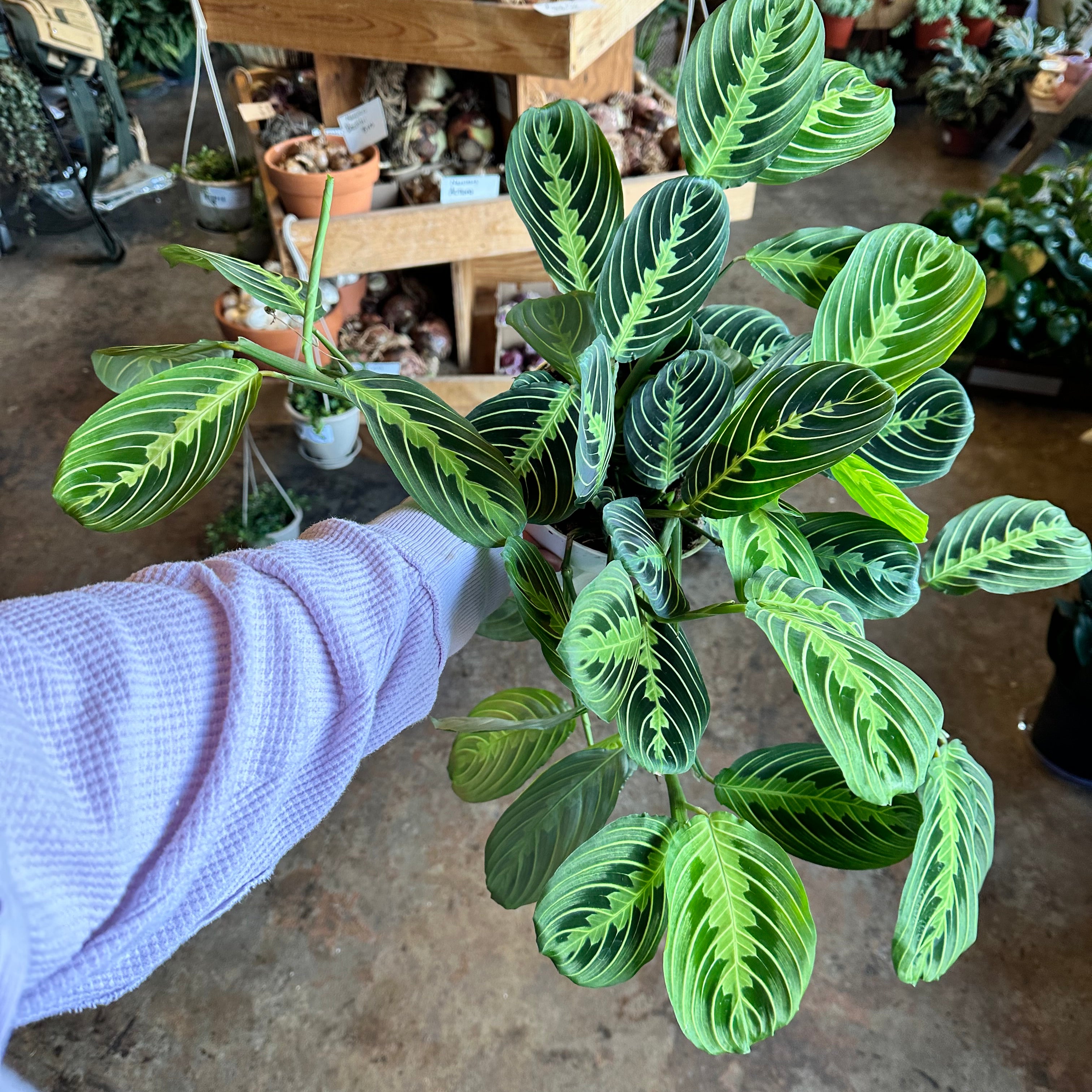 maranta leuconeura (lemon lime) calathea from flower + furbish Shop now at flower + furbish