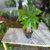 pachira money tree braid