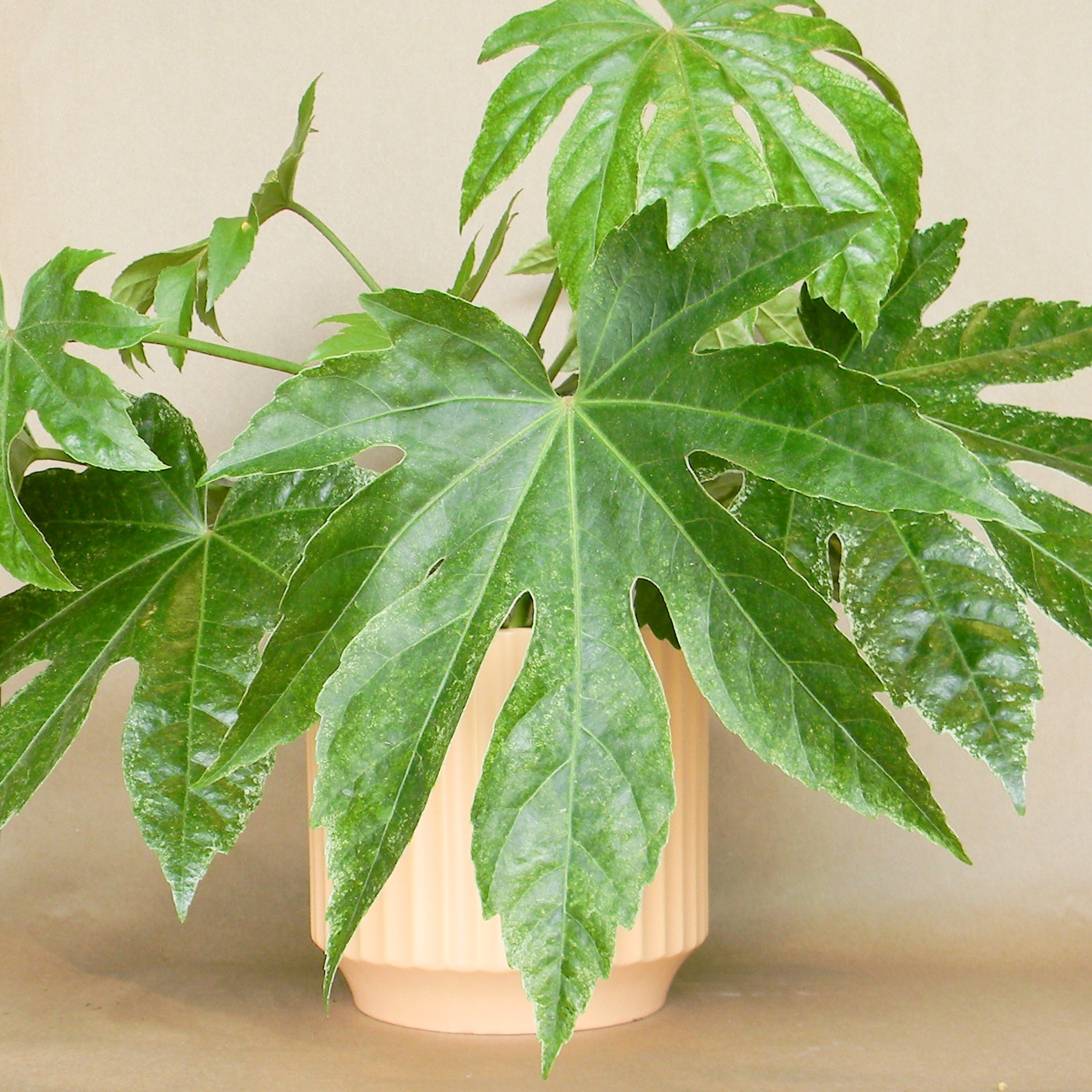 monroe planter shop now at flower + furbish