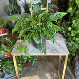 monstera adansonii (swiss cheese plant)