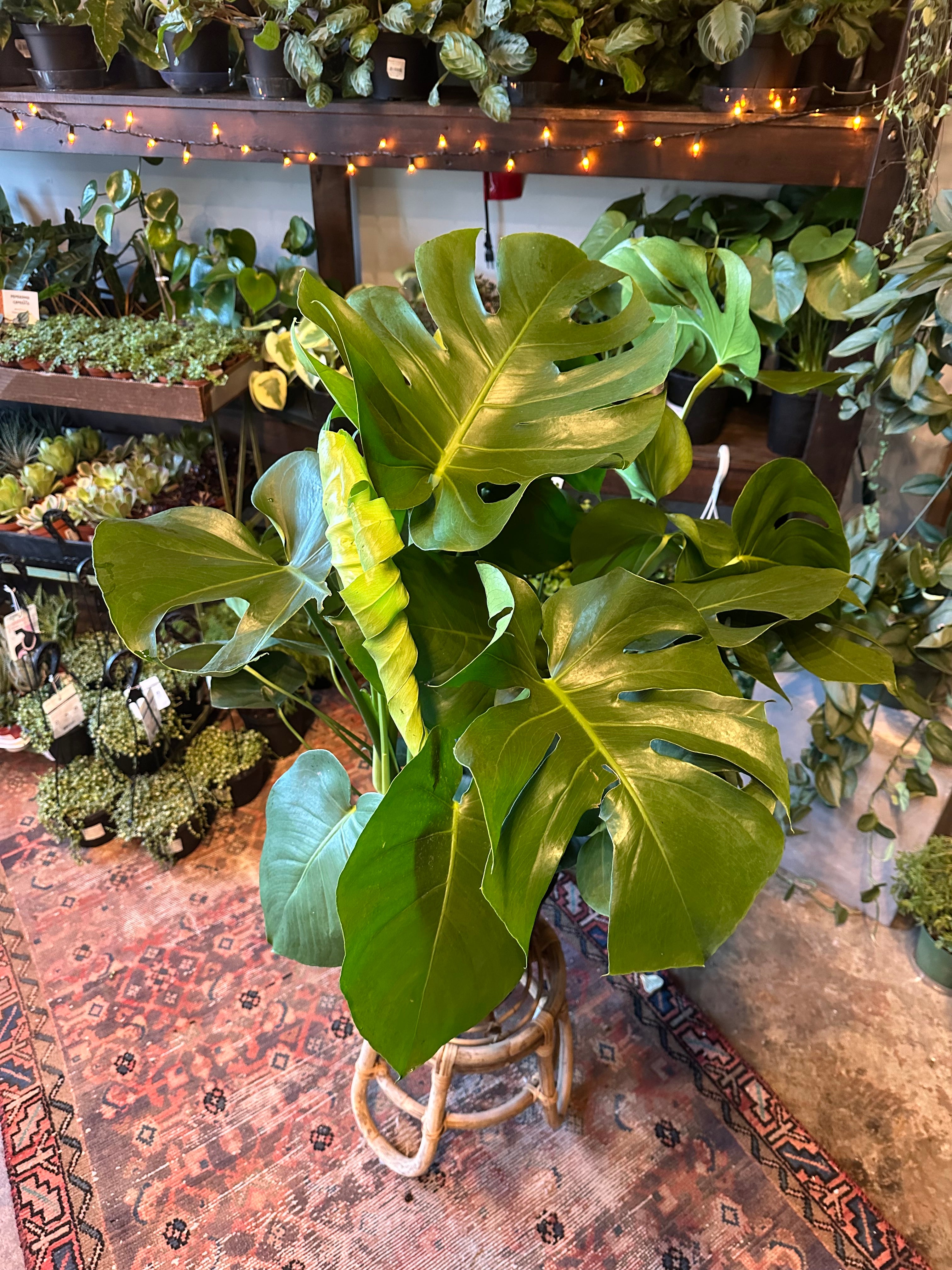 monstera deliciosa philodendron (swiss cheese plant) | flower + furbish