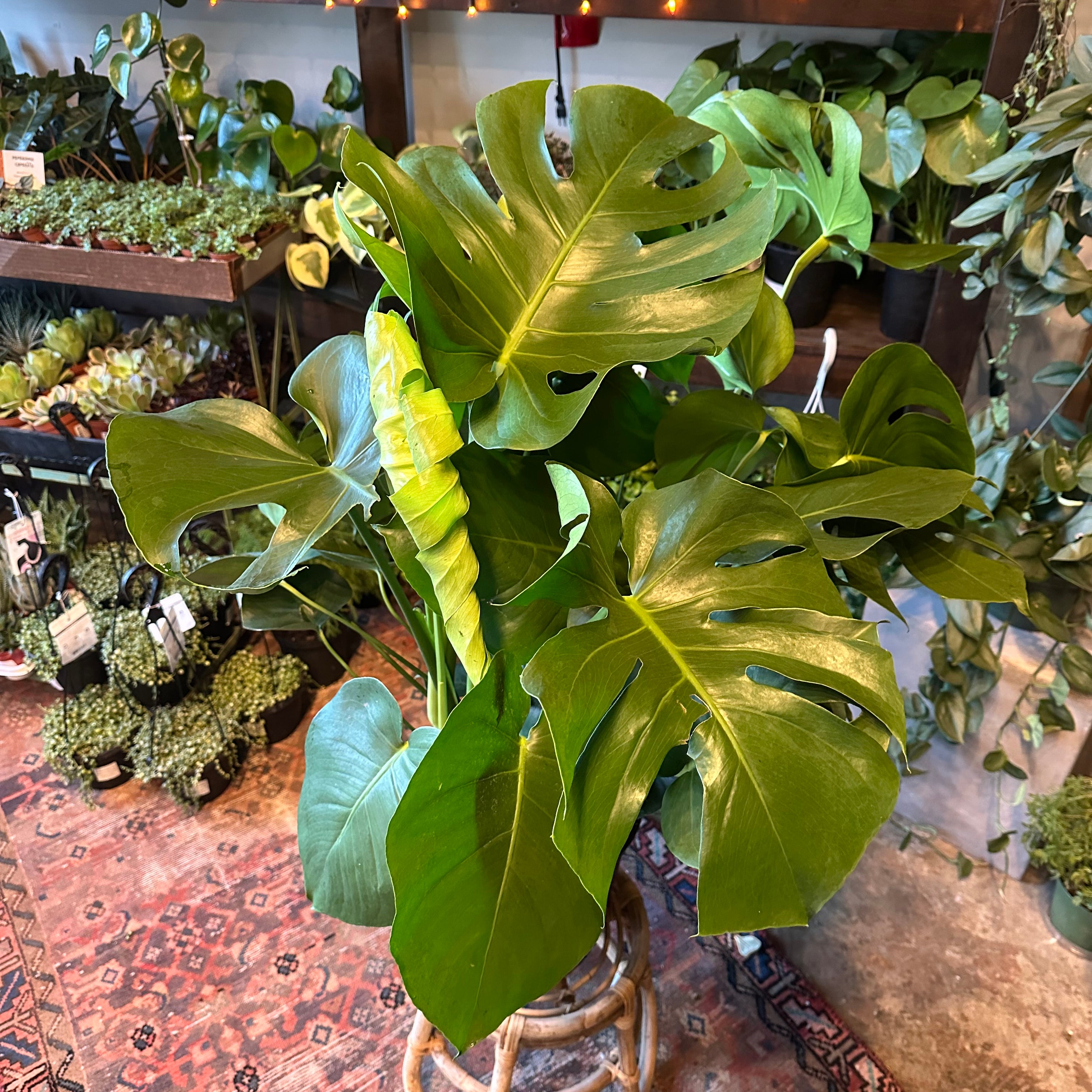 philodendron monstera yellow leaves monstera deliciosa philodendron (swiss cheese plant)