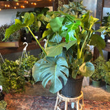 monstera deliciosa philodendron (swiss cheese plant) shop now at flower + furbish10 inch, 11 inch, 12 inch, 13 inch, 14 inch, 7 inch, 8 inch, 9 inch, Medium bright indirect light, moist, toxic