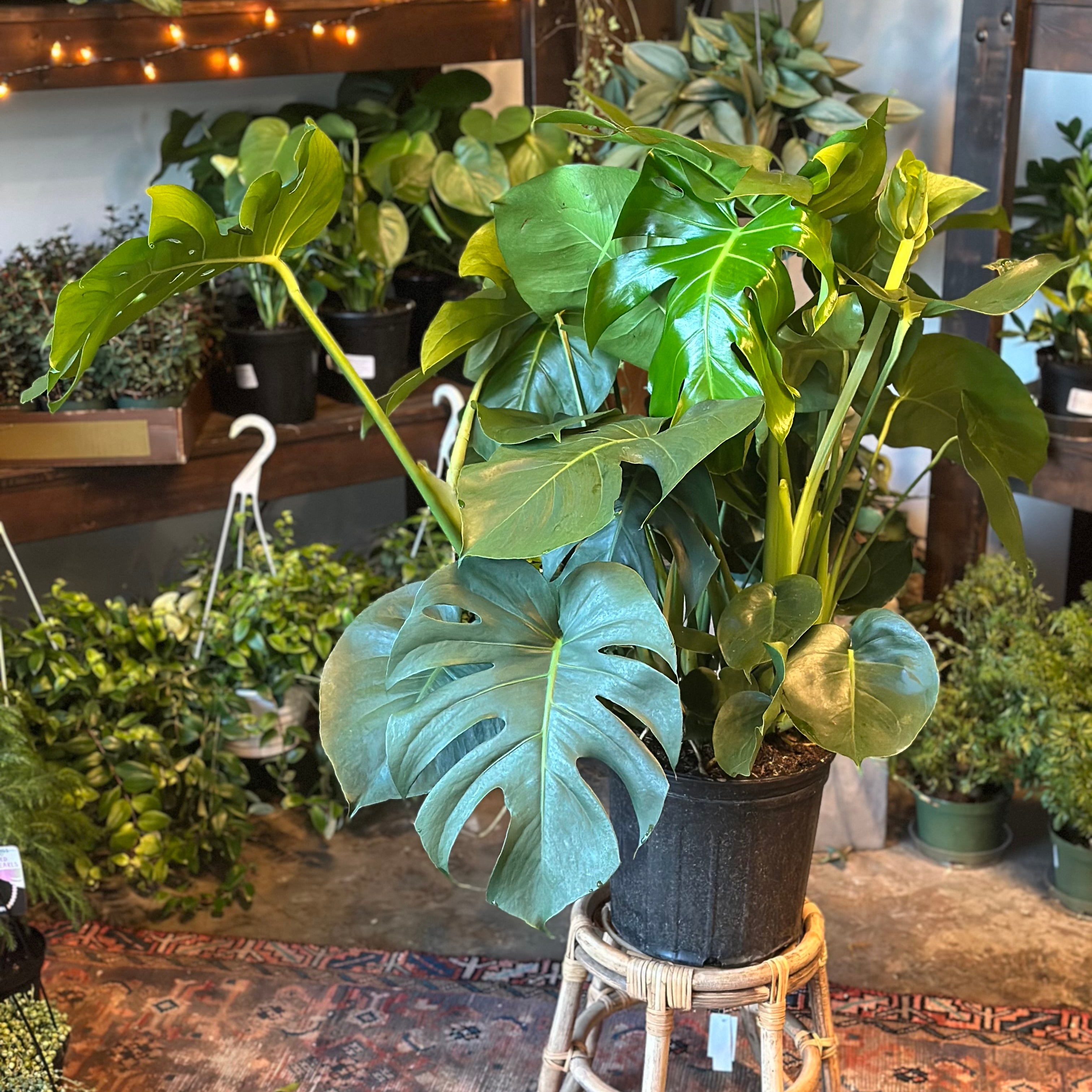 is monstera deliciosa a philodendron monstera deliciosa philodendron (swiss cheese plant)