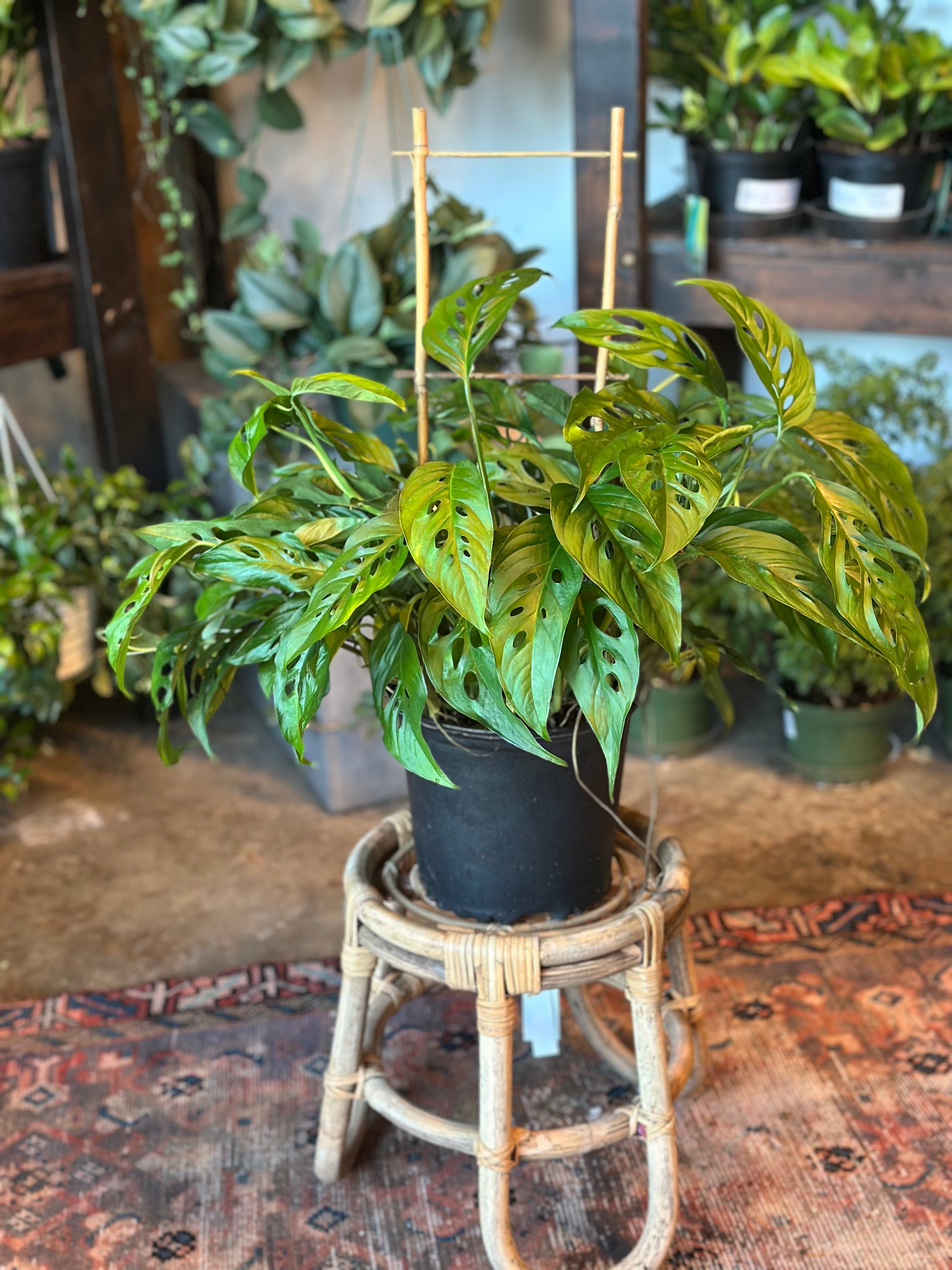 philodendron billietiae mature Philodendron Billietiae – Exotic Tropical Plant – Available in 12 cm Pot –  Plantlovers